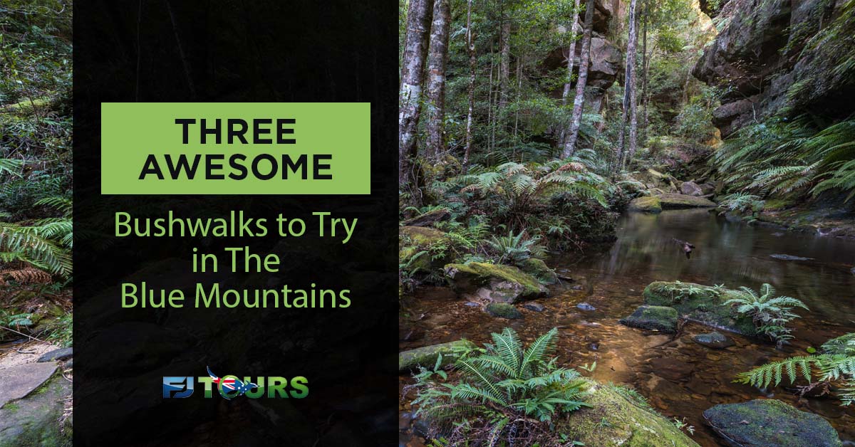 three awesome bushwalks to try in the blue mountains